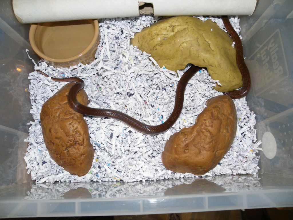 Snakes Checking Out New Substrate Reptile Forums